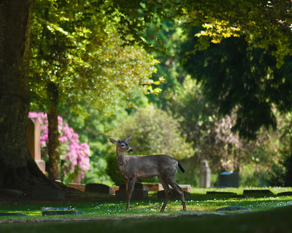 River View Cemetery