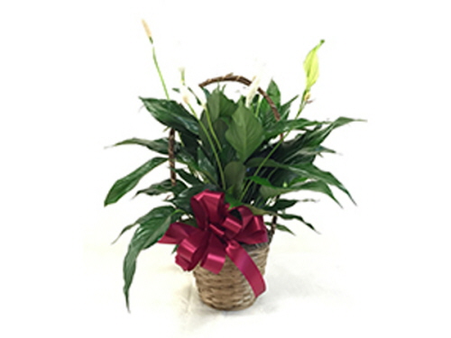 product resp-image