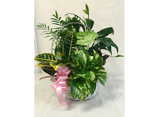 product resp-image