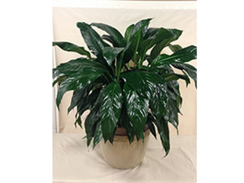 product resp-image