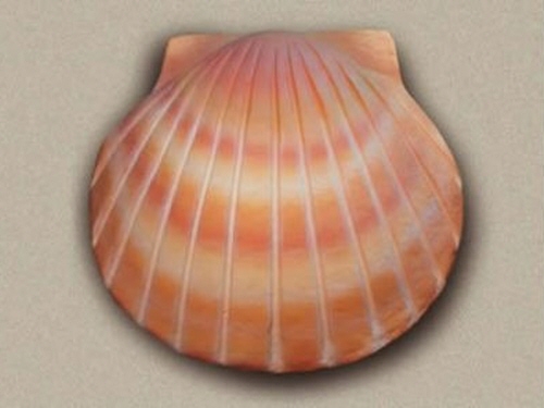 product resp-image