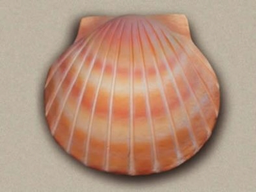 product resp-image