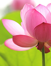 Gayle L. Bathel