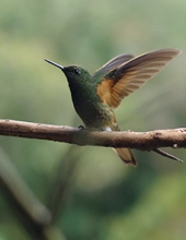 Sybrena Harris