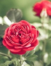 Rose M Border