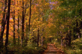 Richard Alvin Nicholson