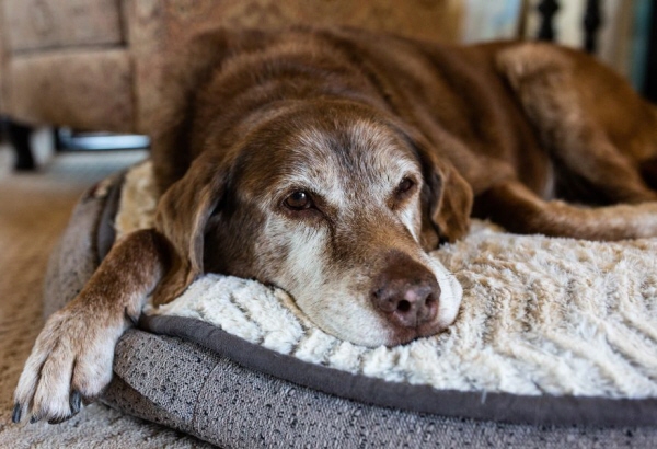 Pre-Planning a Memorial for Your Aging Pet
