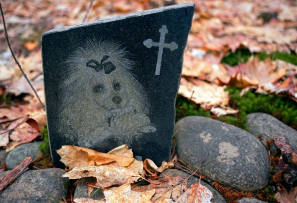 4 Tips on How To Write Your Pet’s Obituary