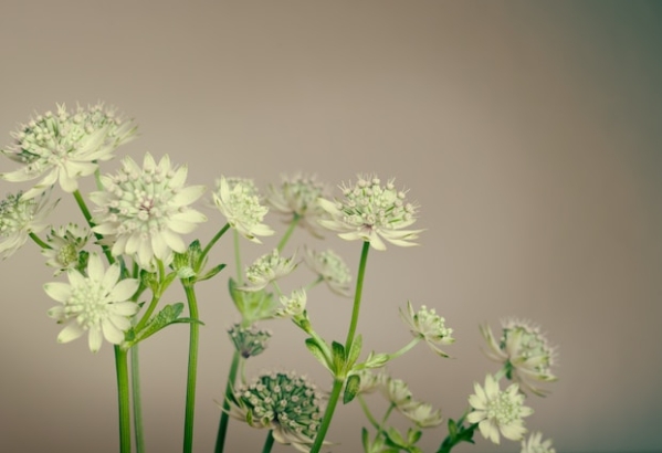 cremation services new berlin wi