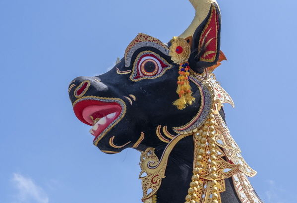 The head of a black buffalo during a cremation ceremony in Indonesia.