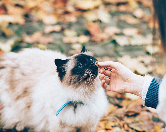 all paws great and small