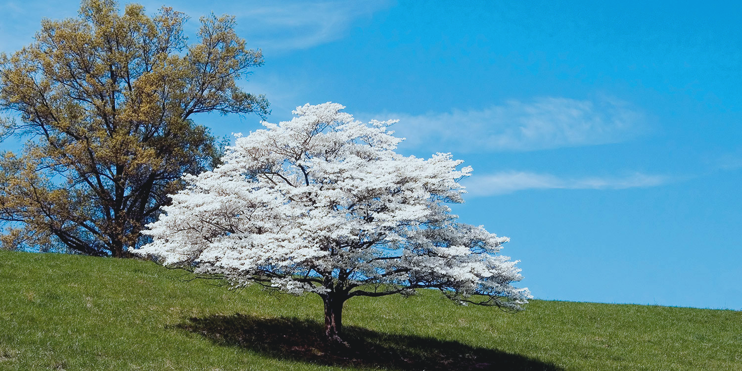 Leavitt Funeral Home | Wadesboro, NC Funeral Home & Cremation