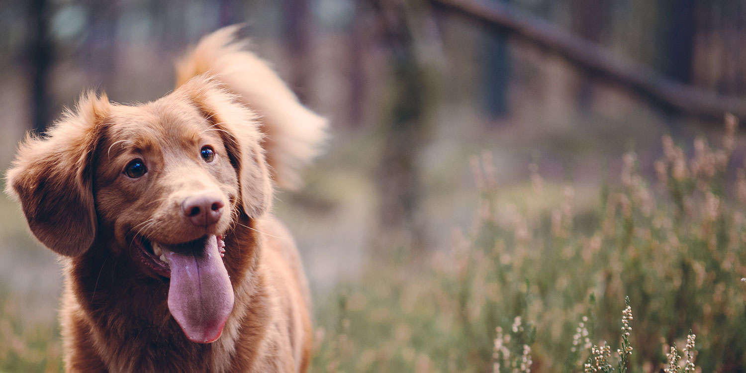 charlotte pet cemetery and crematory