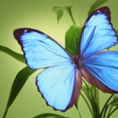 Sharon Lynn Giesy 10625864