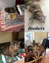 Photo of Boobers Emerson