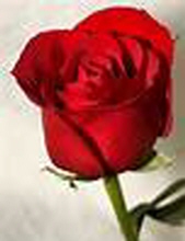 Rose Toman 12065399
