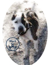 "Buck" Unchaining Moore Dogs 1246145