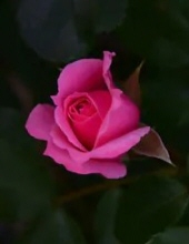 Rose "Sweet little Rose" Lucas