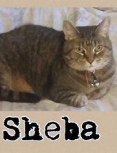 Photo of Sheba Cast