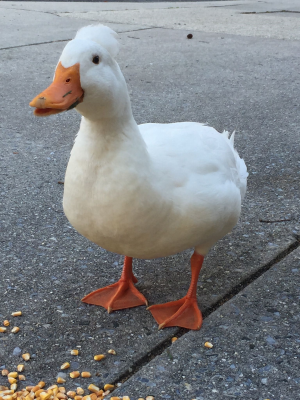 Photo of Moe Duck