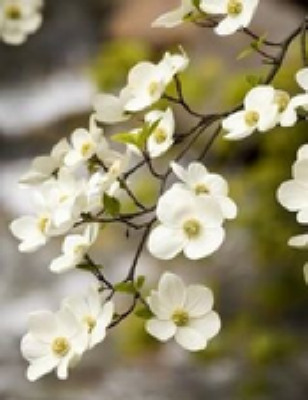 Linda Doreen Henley