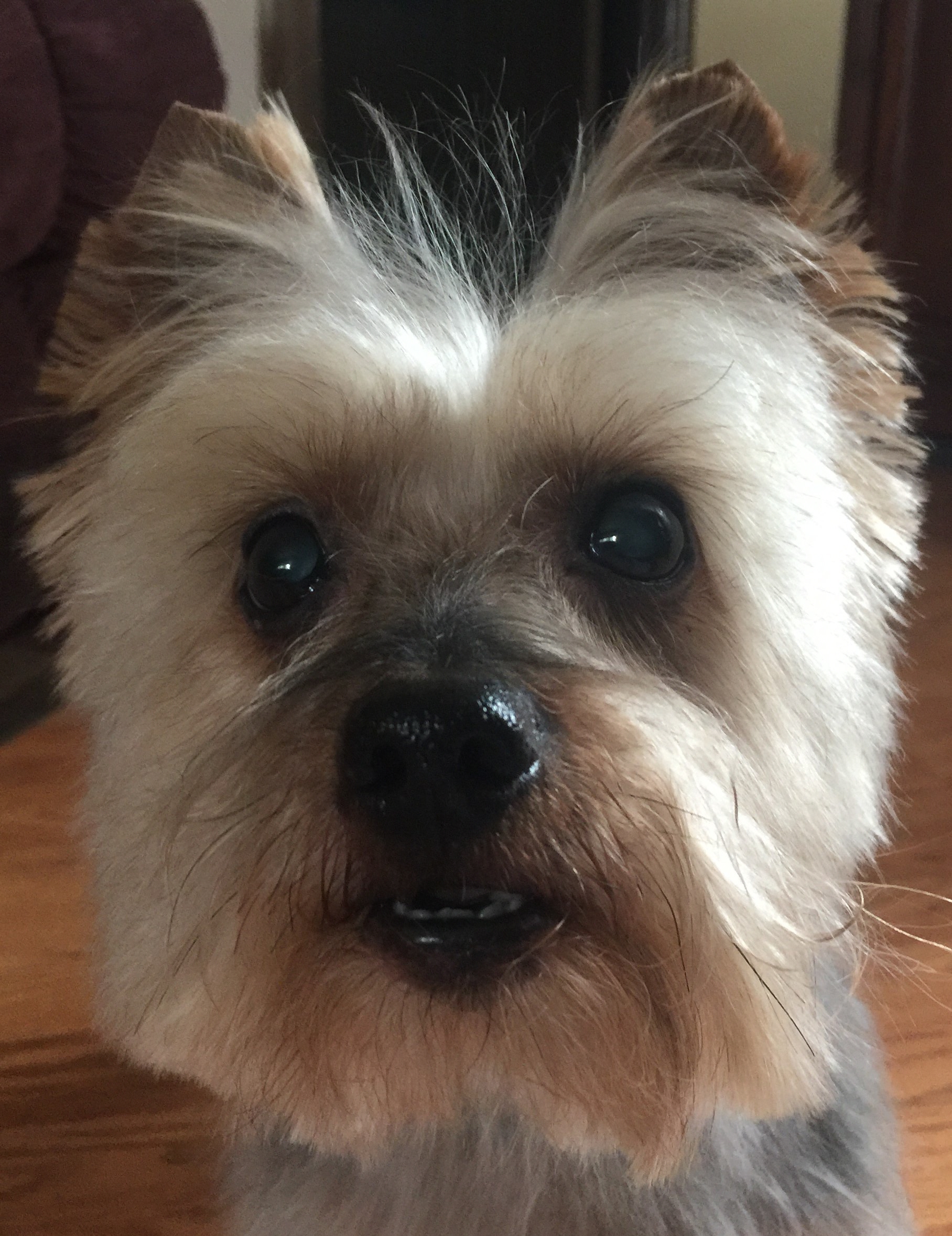 holloway pet cremation