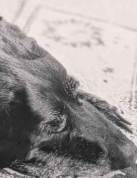 holloway pet cremation