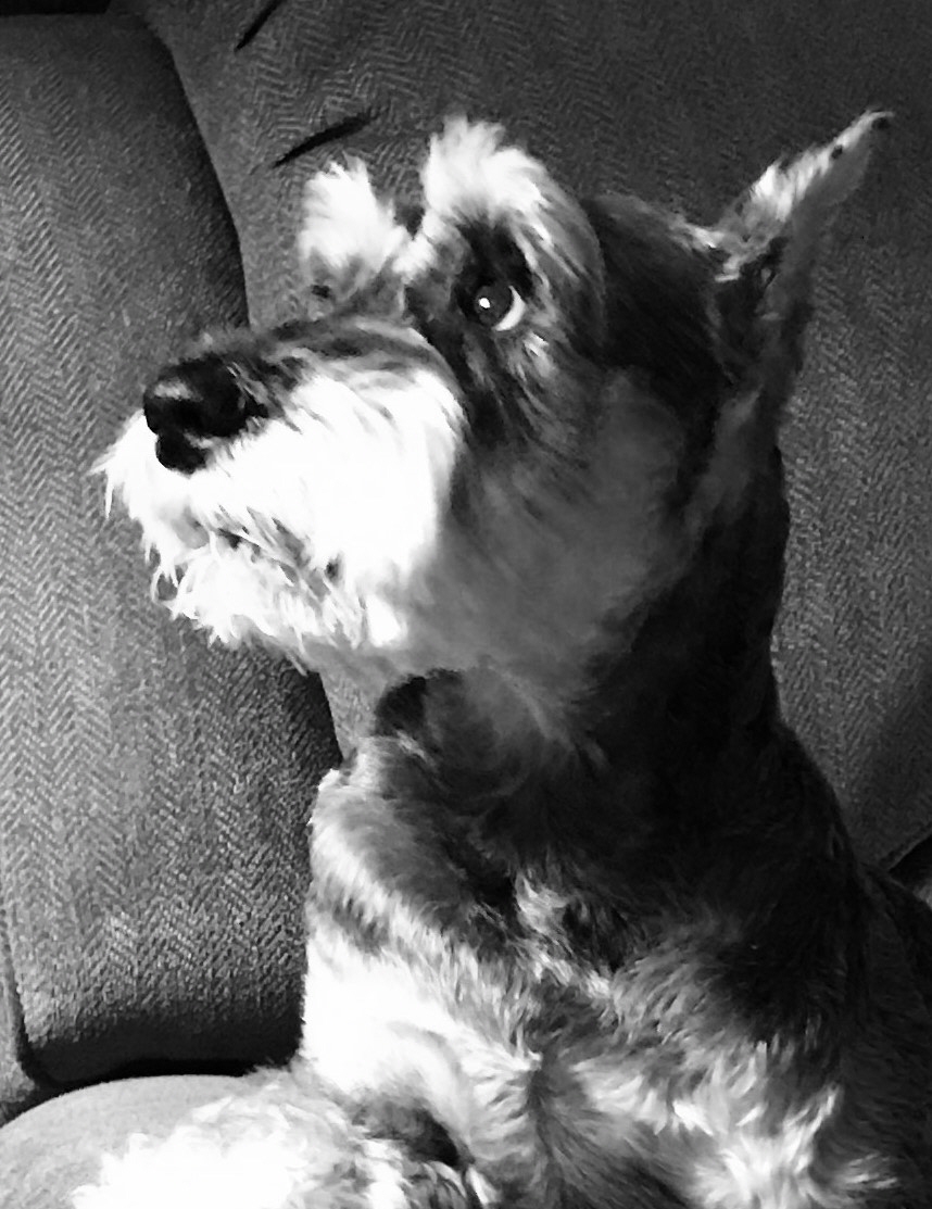 holloway pet cremation