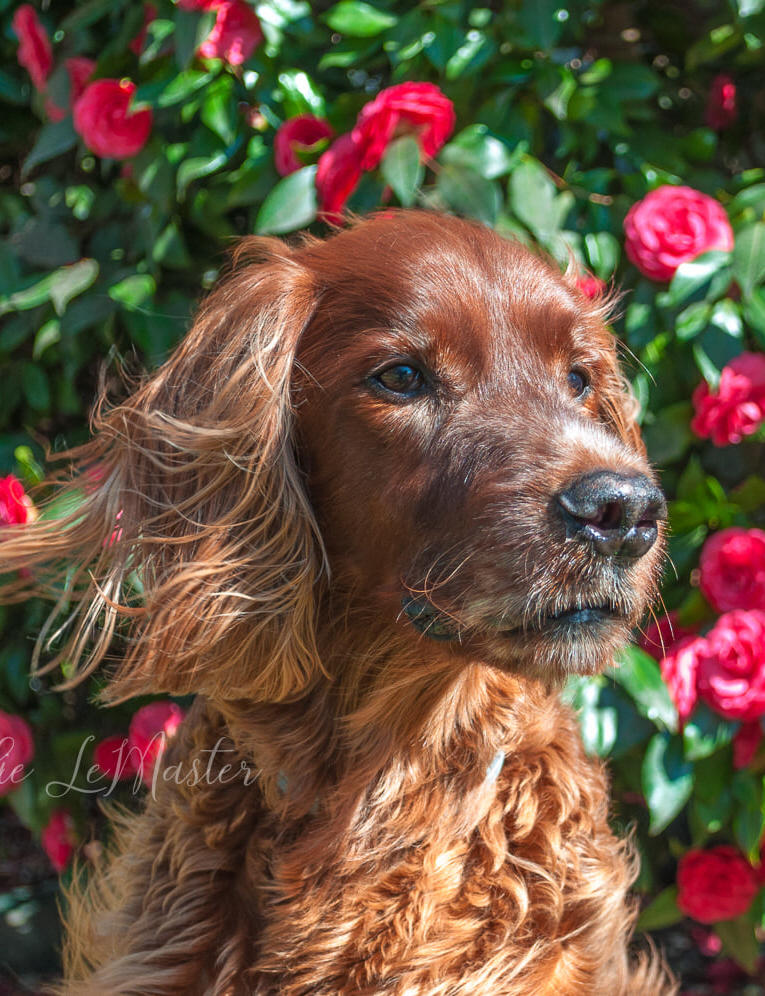 holloway pet cremation