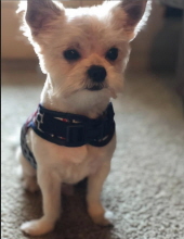 all paws great and small