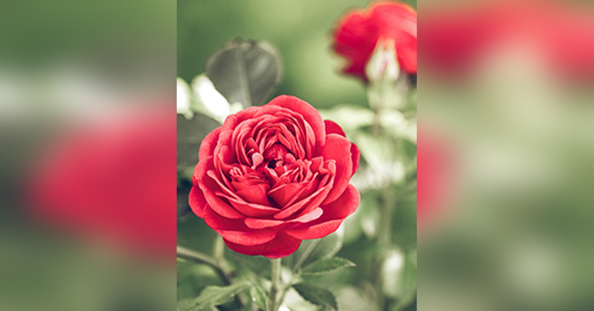 Deanna Strickland Obituary Visitation Funeral Information