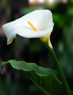 Melinda Marie Reese