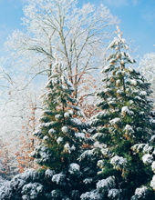 Dennis Dean Eckert Bainbridge Island, Washington Obituary