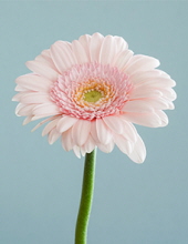 Jo Ann Speake