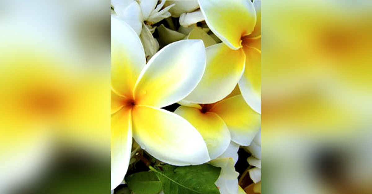 berry funeral home elberton ga obituaries