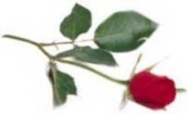 Rose Sarbu 2044552