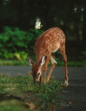 Photo of Marty Fox