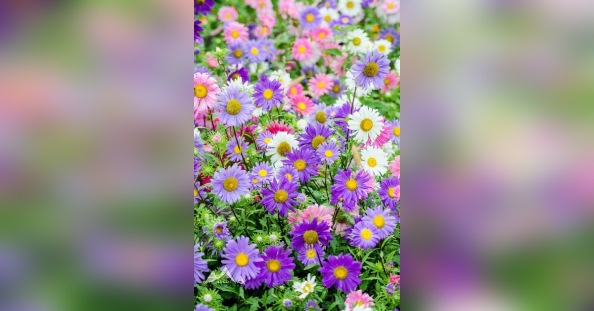 berry funeral home elberton ga obituaries