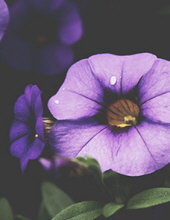 Debra G. Vallett