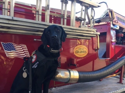 "Izzo" The Fire Dog