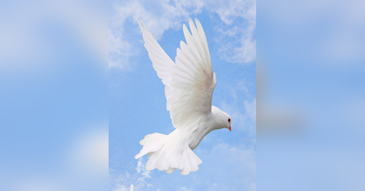 Obituary information for Steven "Steve" Lee Heape