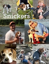 Photo of Snickers Serventi