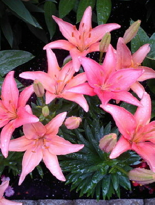 Dawn M Woolery