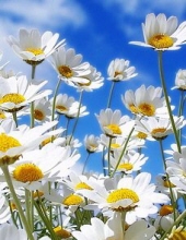 Phyllis Elaine JACKSON 22723490