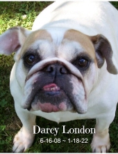 Darcy London LeVay