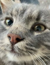 Photo of Milo "Mr. Meow Meow" "Street Kitty"