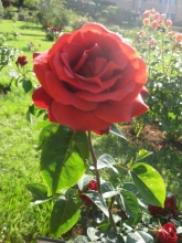 Martha Frey 24746358