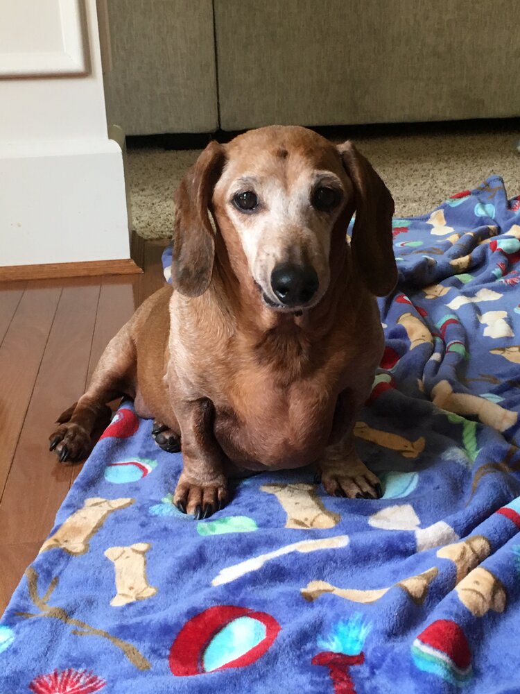 Carson Thorsen - 2022 - Faithful Friends Pet Memory Center