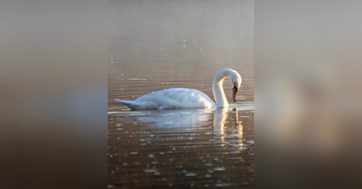 Obituary information for Phyllis Lynn Shields