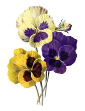 Pansy Jean Brown